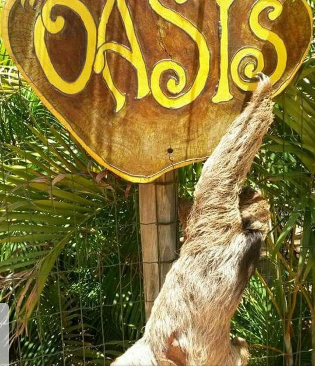 Chalé Oasis Praia do Forte Exterior foto